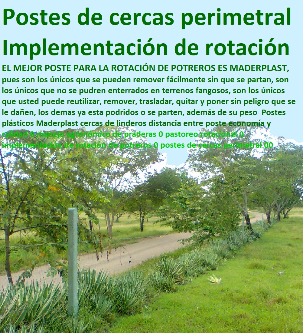 Postes plásticos Maderplast cercas de linderos distancia entre poste economía y calidad 0 manejo agronómico de praderas 0 pastoreo rotacional 0 implementación de rotación de potreros 0 postes de cercas perimetral 00 Postes plásticos Maderplast cercas de linderos distancia entre poste economía y calidad 0 manejo agronómico de praderas 0 pastoreo rotacional 0 implementación de rotación de potreros 0 postes de cercas perimetral 00